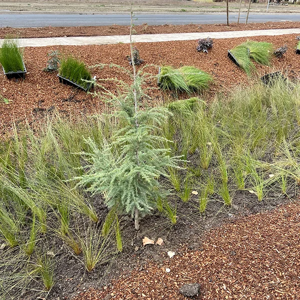 Grading and Drainage